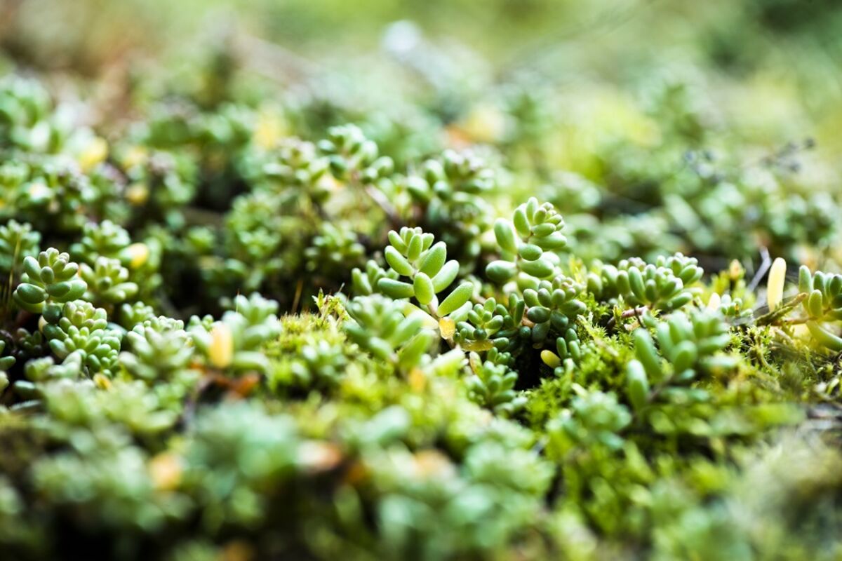 野草特写